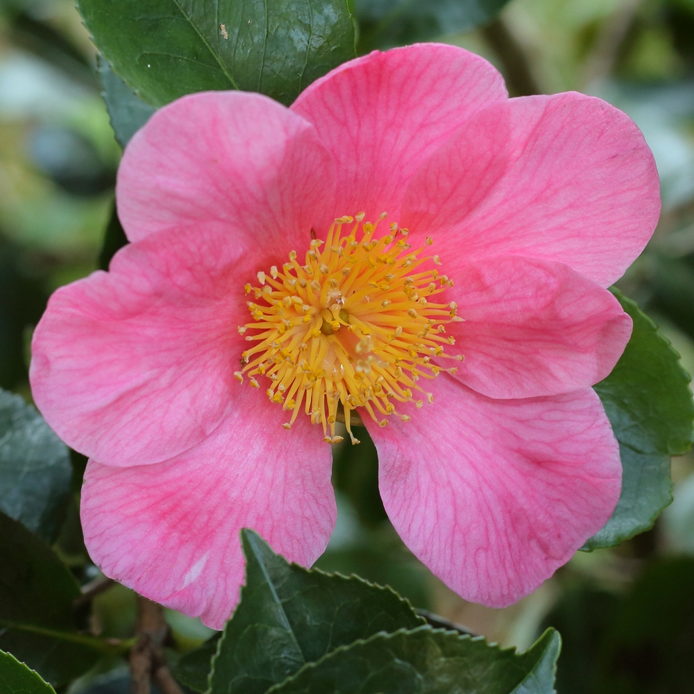 Camellia hybrid 'Hooker'
