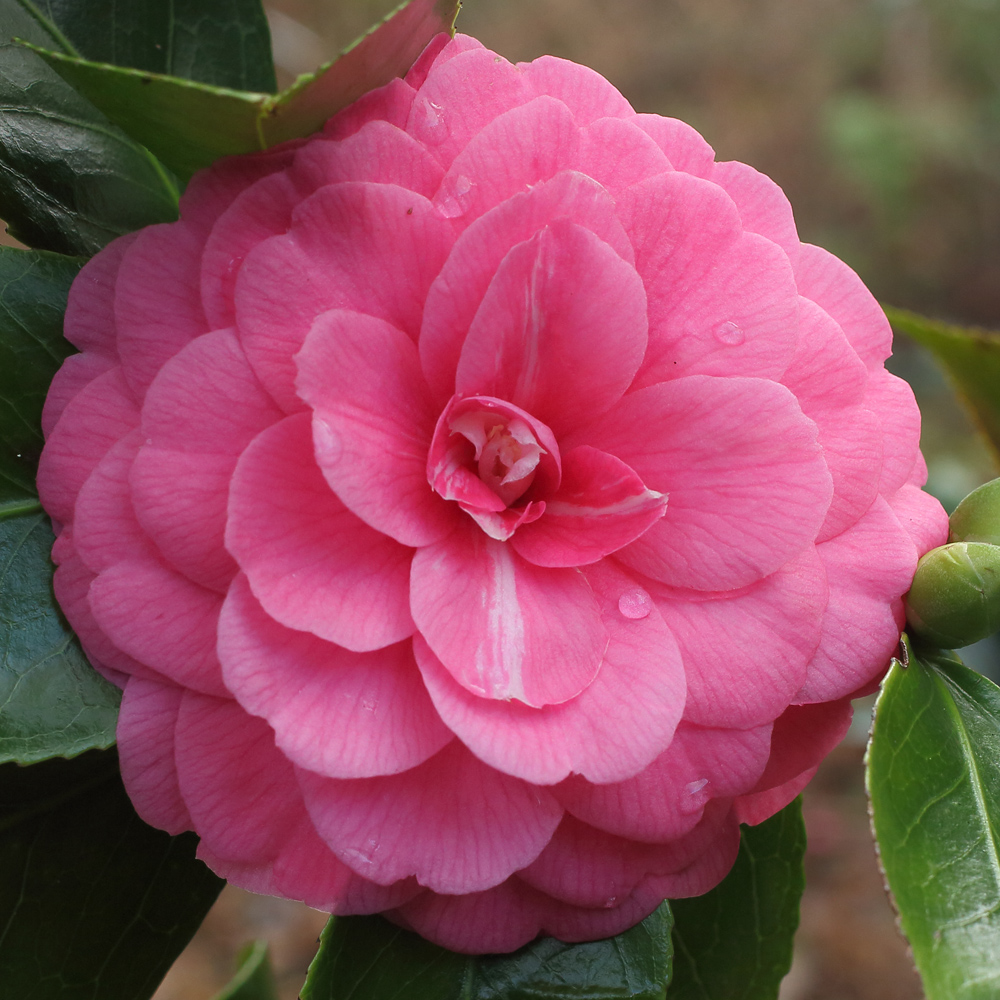 Camellia japonica 'Imbricata'