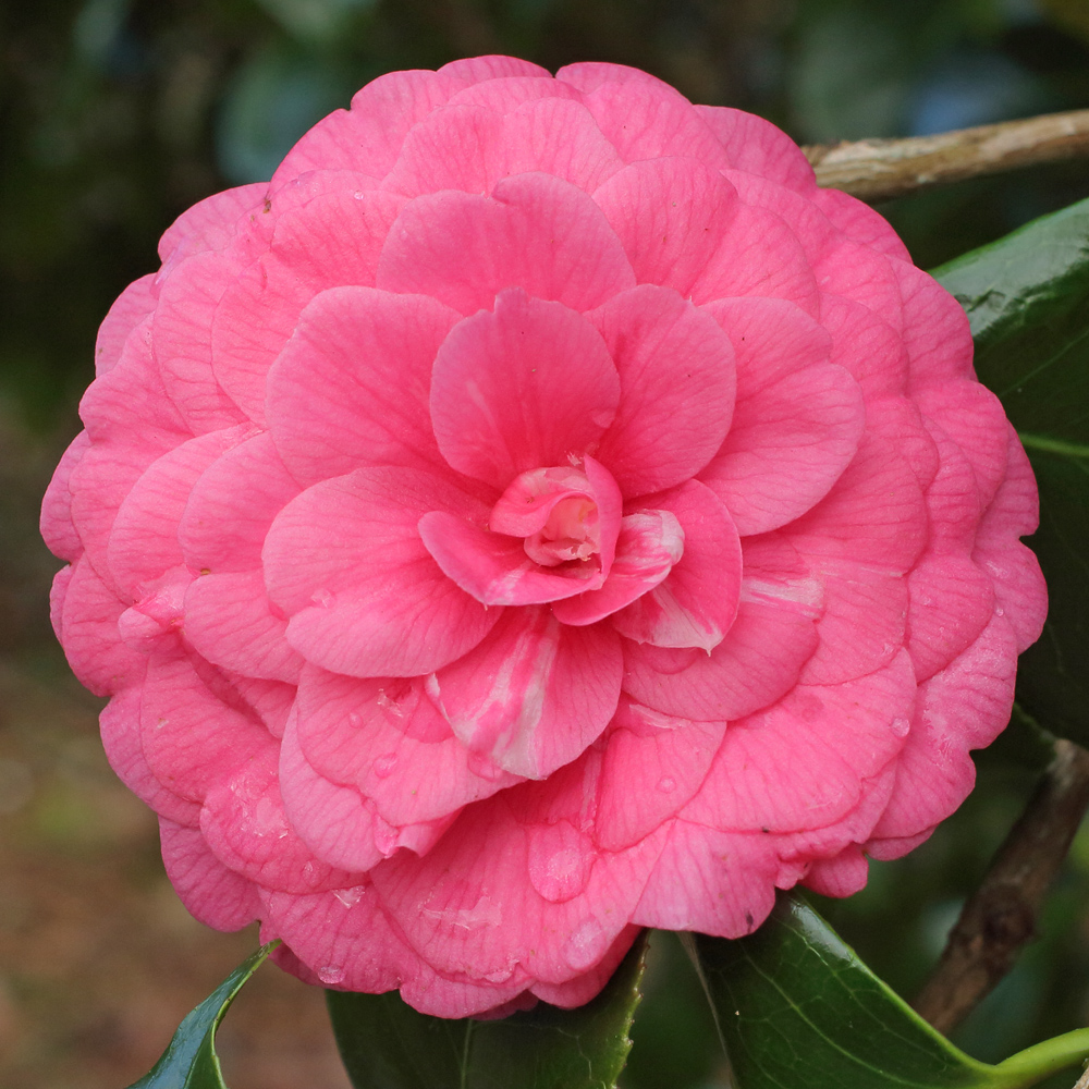 Camellia japonica 'Imbricata'