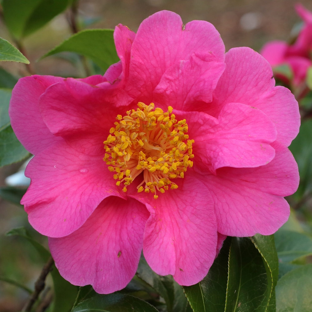 Camellia x williamsii 'Janie Anderson'