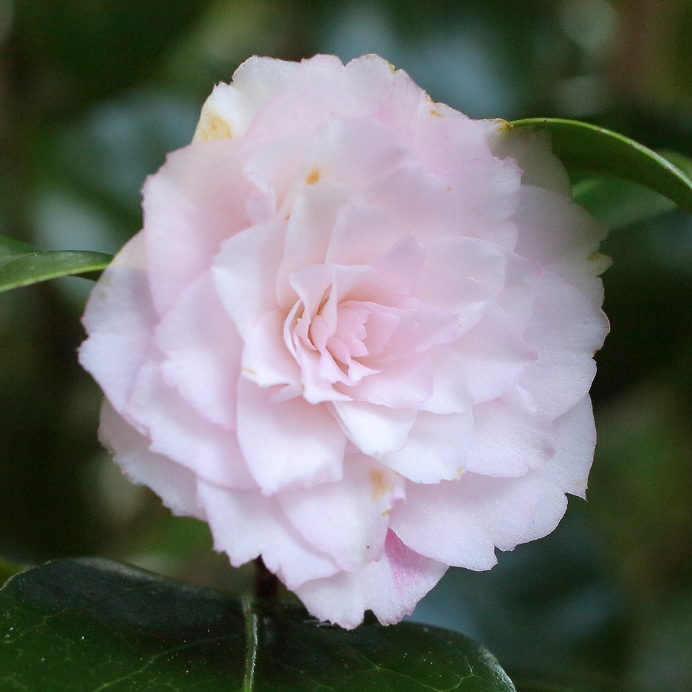 Camellia japonica 'Jubilee'