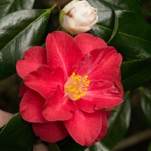 Camellia japonica 'Lady Vansittart Pink'