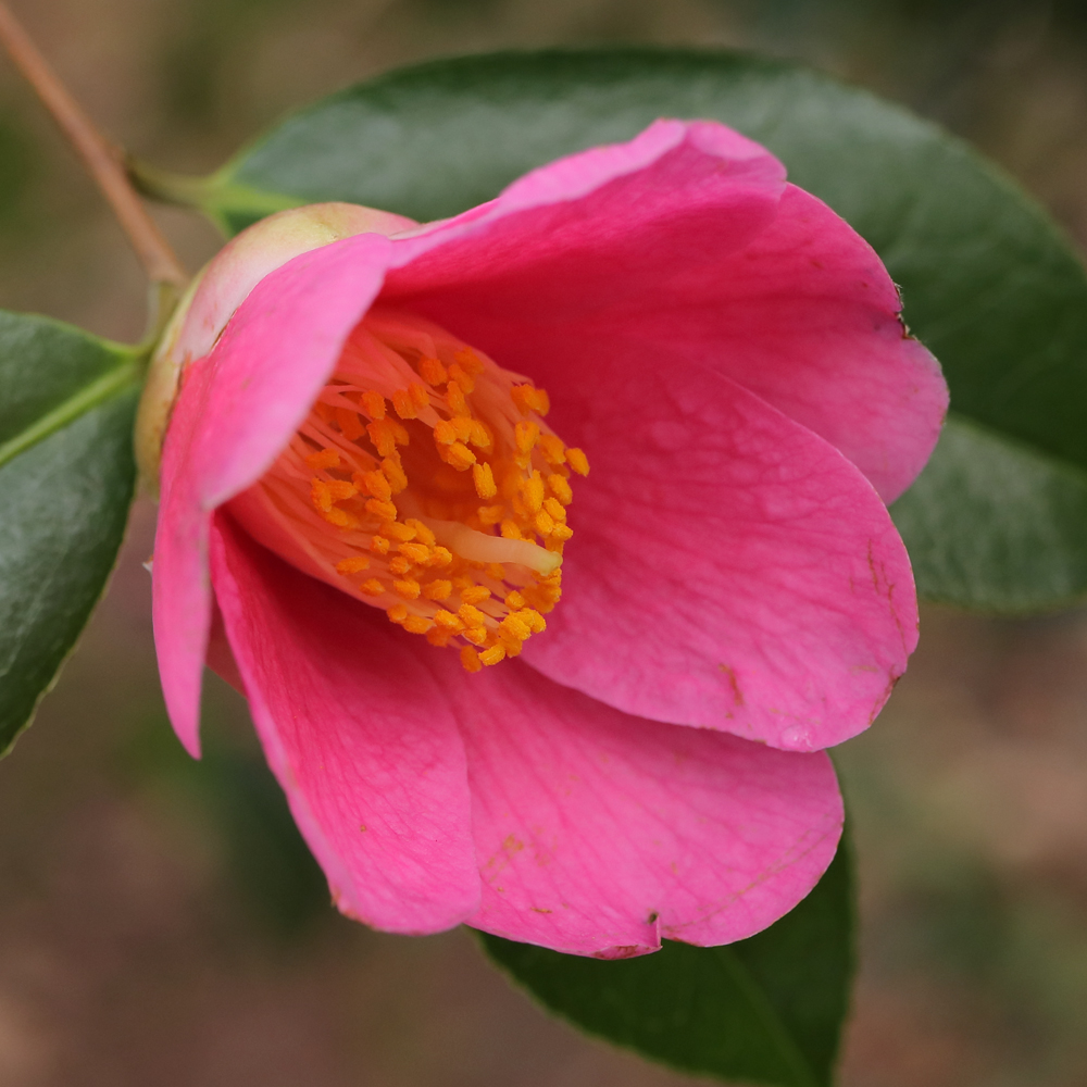 Camellia x williamsii 'Mary Christian'