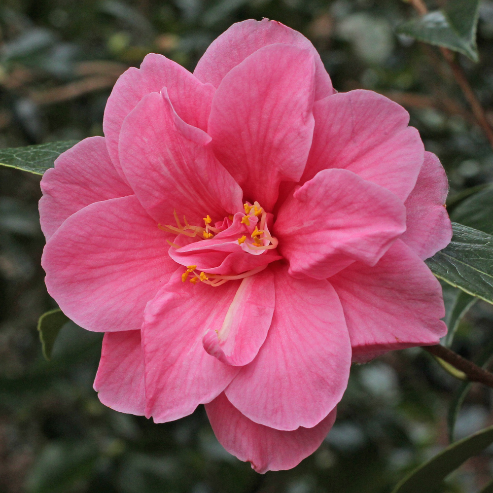 Camellia hybrid 'Maud Messel'