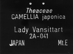 Camellia japonica 'Lady Vansittart'
