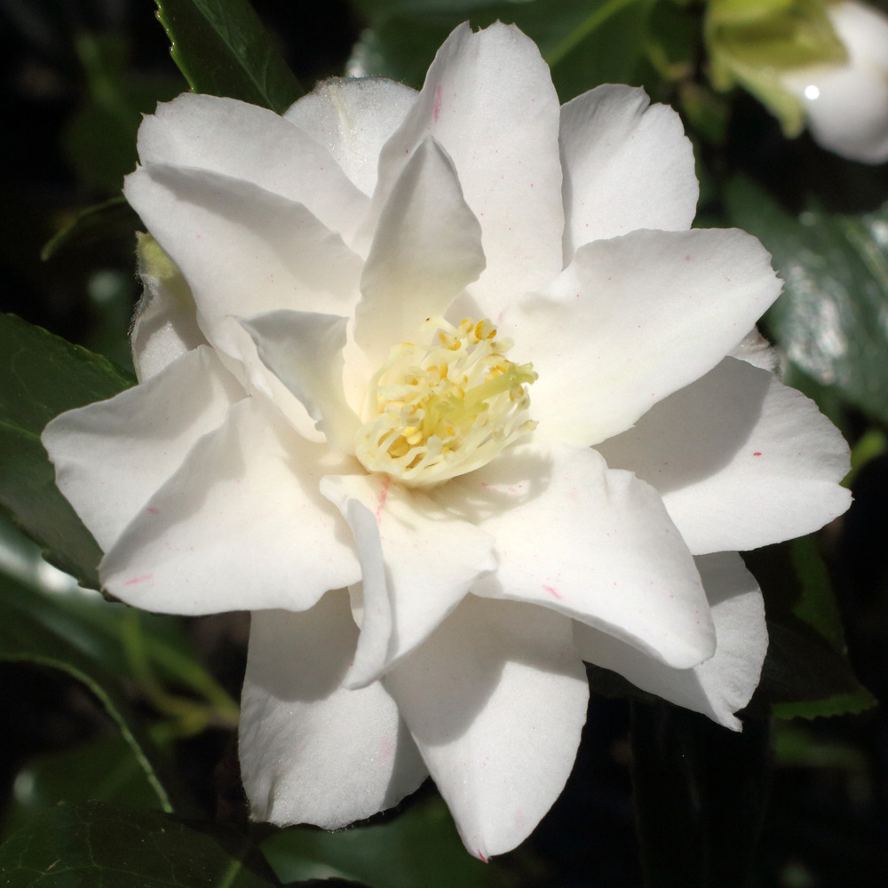 Camellia japonica 'Lady Vansittart'