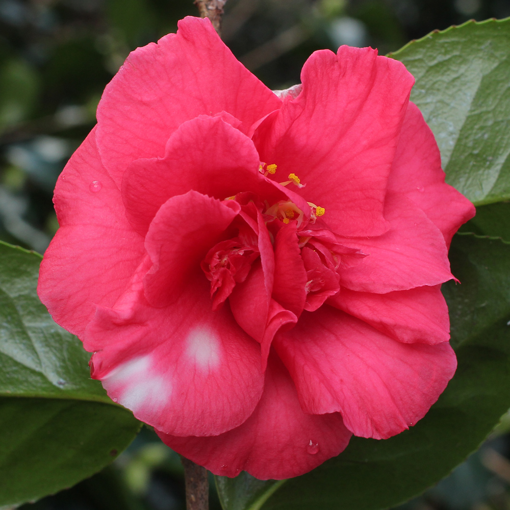 Camellia japonica 'Mikenjaku'