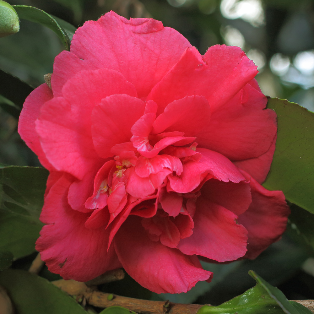 Camellia japonica 'Mikenjaku'