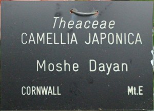 Camellia japonica 'Moshe Dayan'