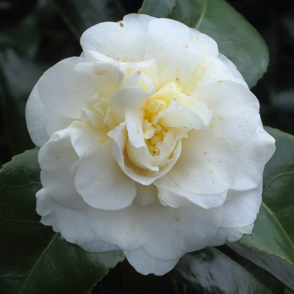 Camellia japonica 'Moshe Dayan'