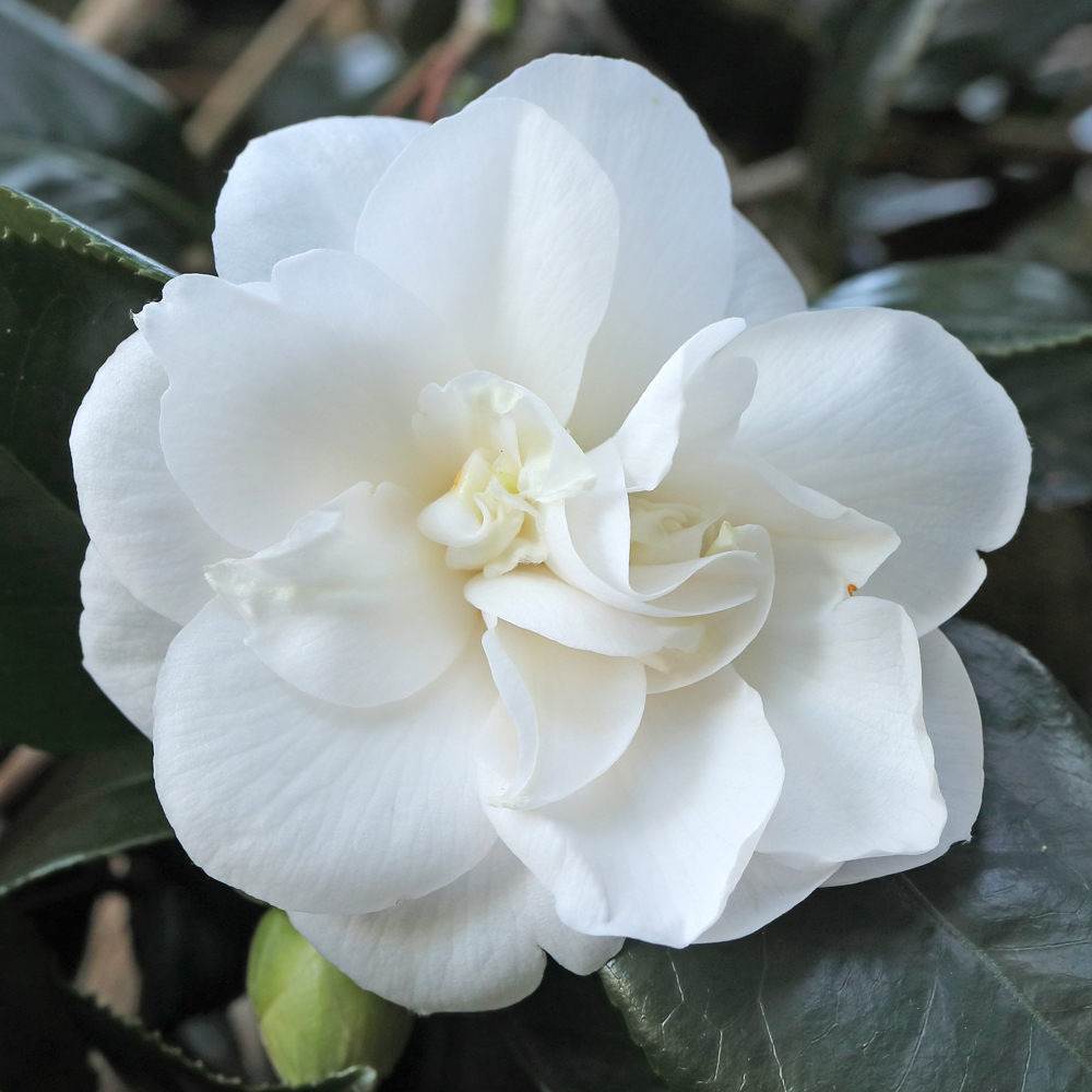 Camellia japonica 'Mrs William Thompson'