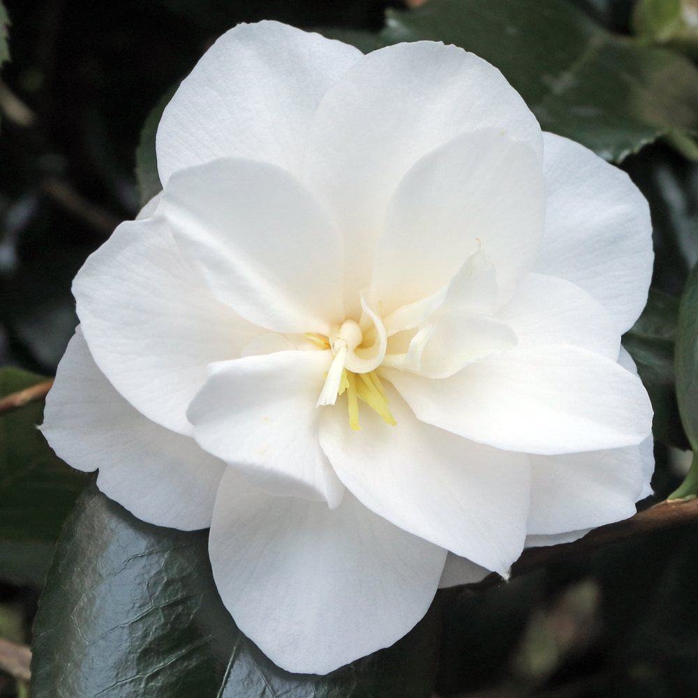 Camellia japonica 'Mrs William Thompson'