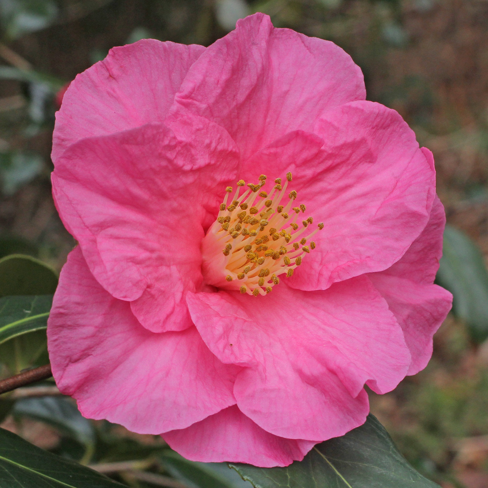 Camellia japonica 'Muskoka'