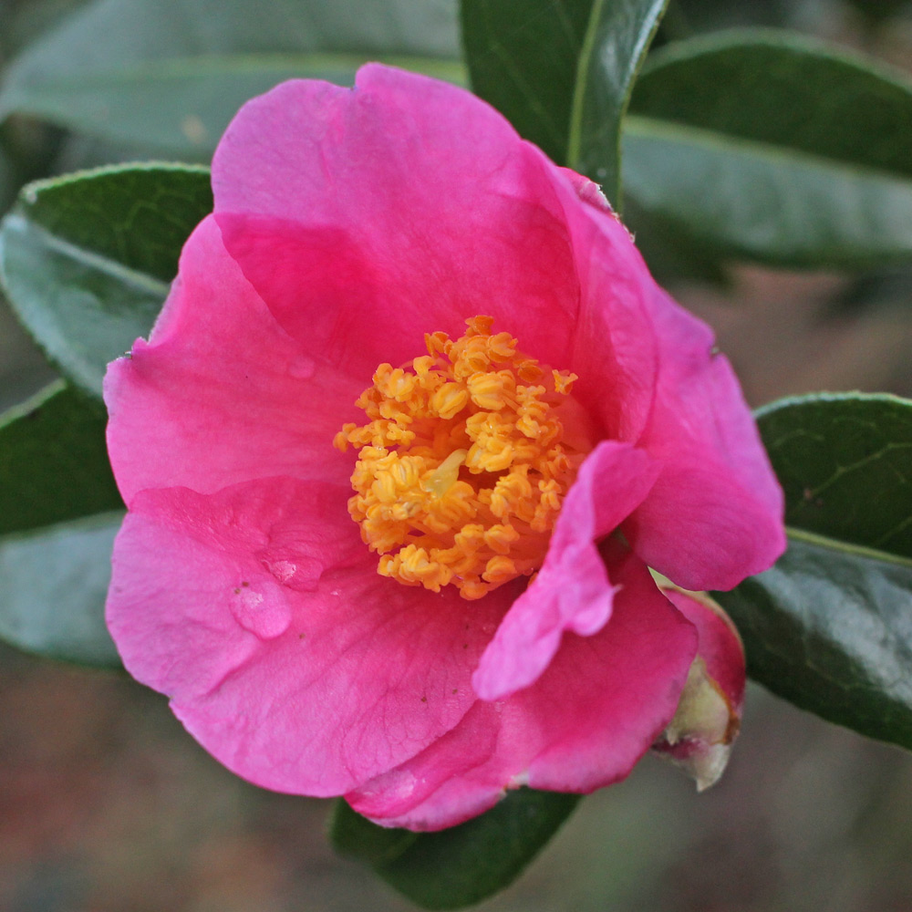 Camellia x williamsii 'November Pink'