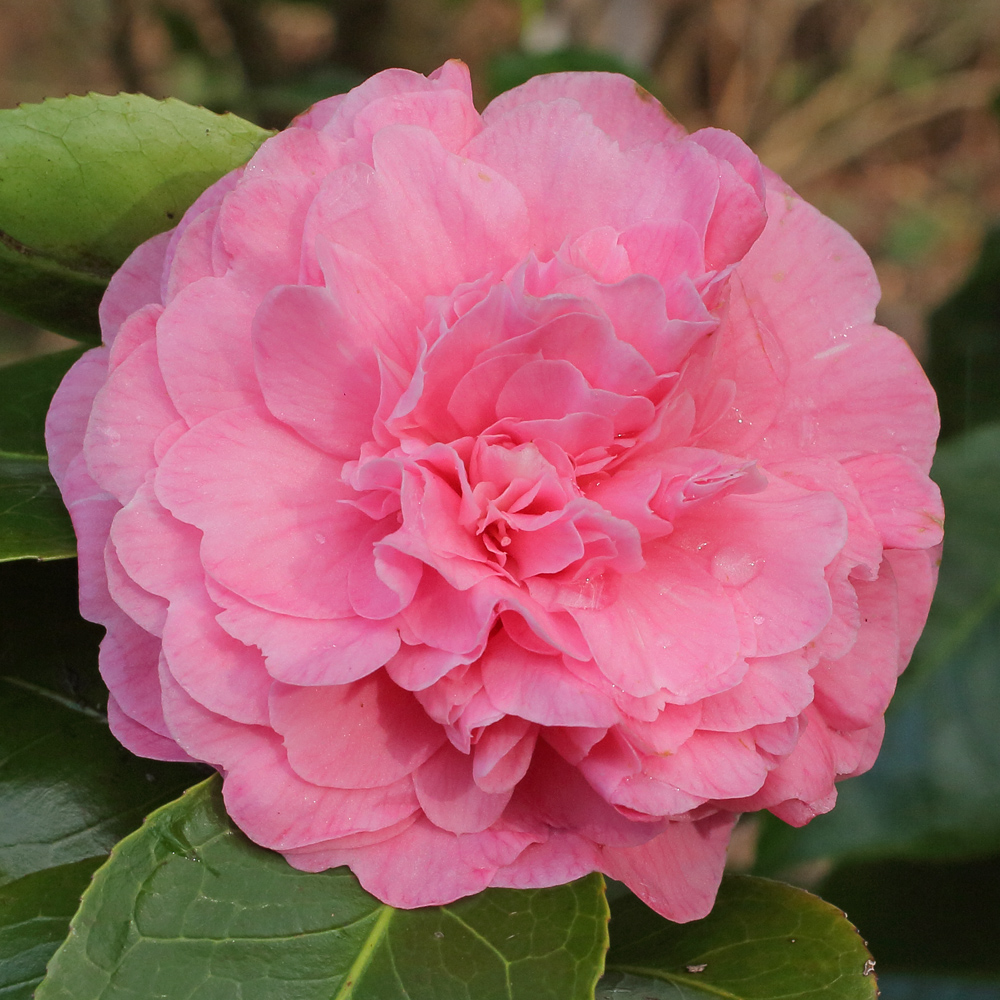 Camellia japonica 'Princess Margaret'