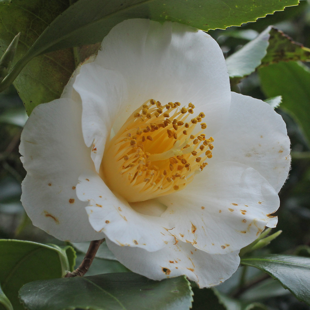 Camellia japonica 'Snow Goose'