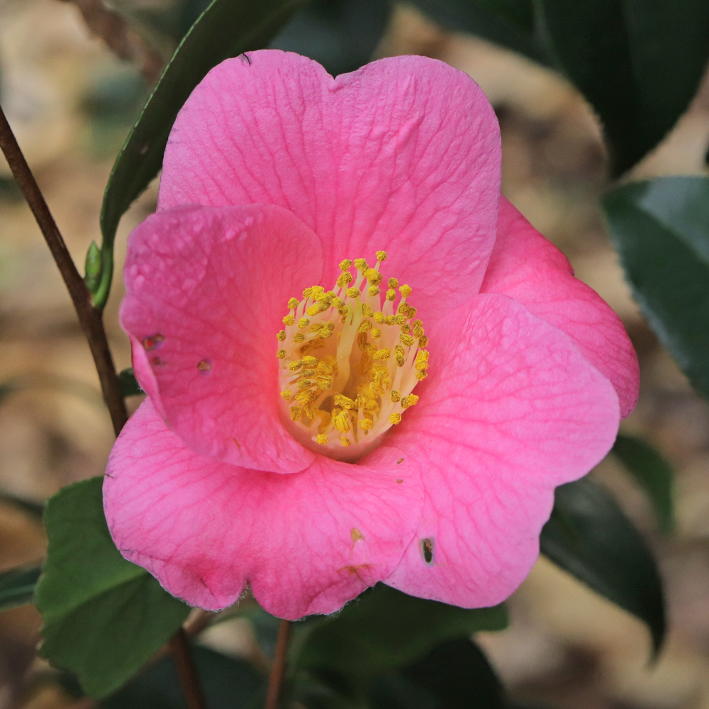 Camellia x williamsii 'Saint Michael'