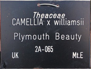 Camellia x williamsii 'Plymouth Beauty'