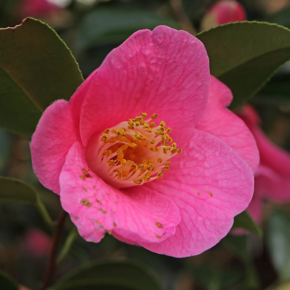 Camellia x williamsii 'St Michael