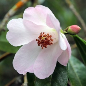 Camellia 'Winton'