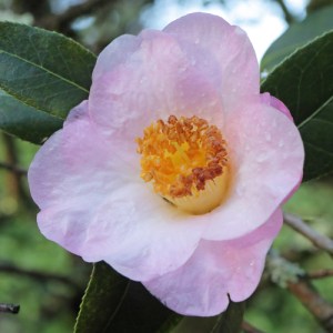 Camellia x williamsii 'Elizabeth Rothschild'