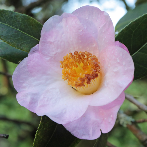 Camellia x williamsii 'Elizabeth Rothschild'