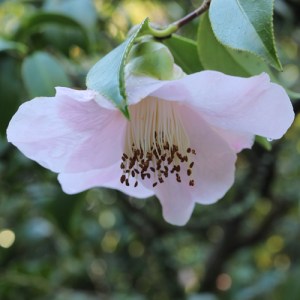 Camellia x williamsii 'Beatrice Michael'