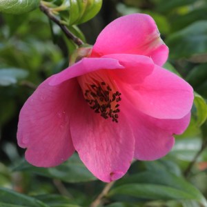 Camellia x williamsii 'John Pickthorne'