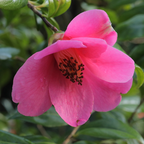 Camellia x williamsii 'John Pickthorne'
