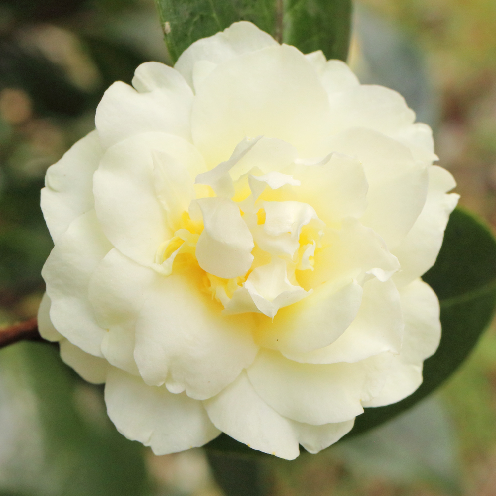 Camellia hybrid 'Buttermint'