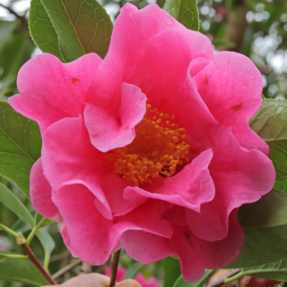 Camellia hybrid 'Buddha'