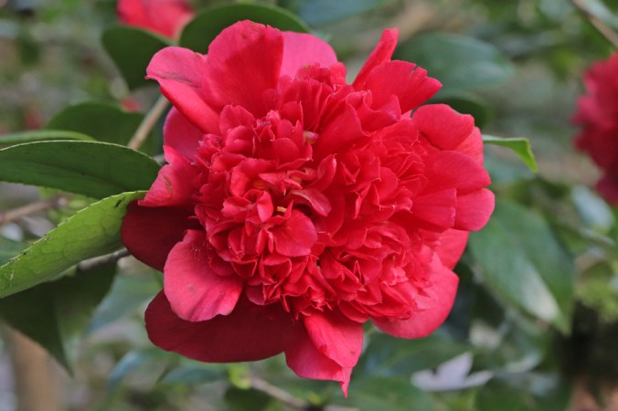 IMG_7479-5A-019-Duchess-Decazes