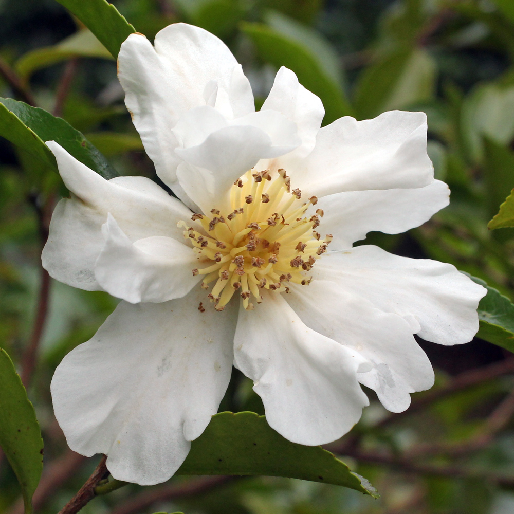 Camellia sasanqua 'Kenkyo'
