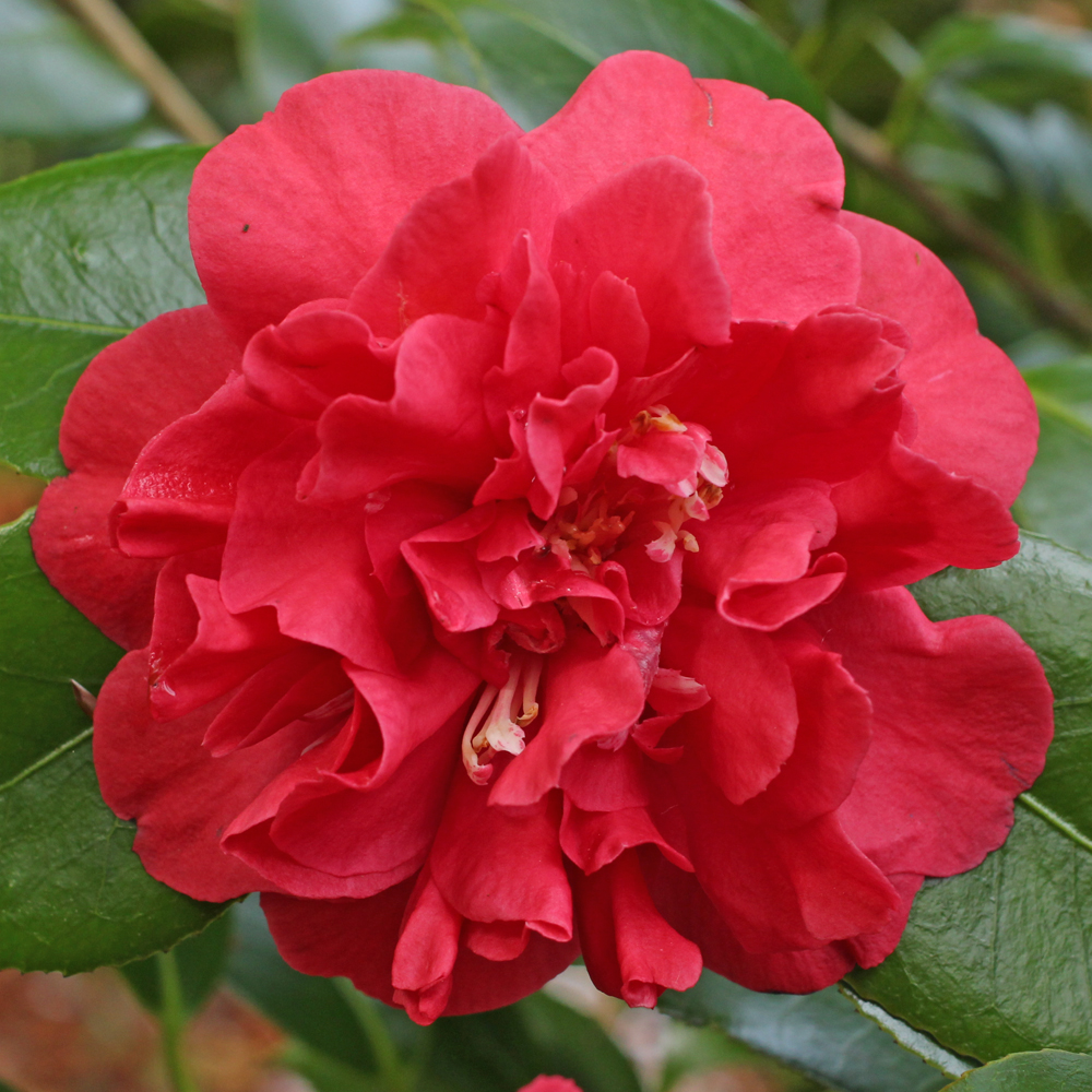 Camellia japonica 'Blood of China'