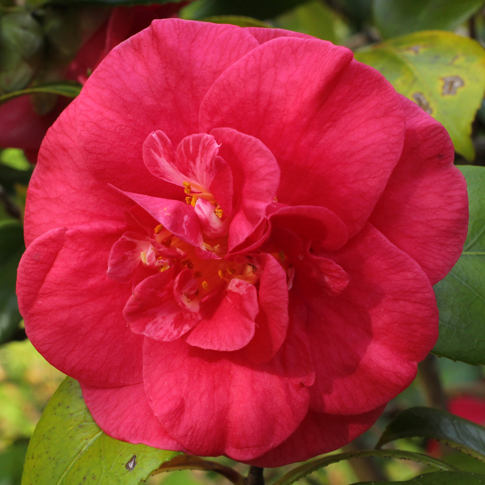 Camellia japonica 'Latifolia'