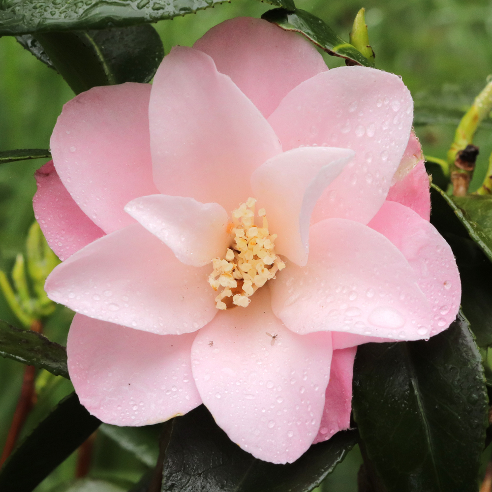 Camellia japonica 'Berenice Boddy'