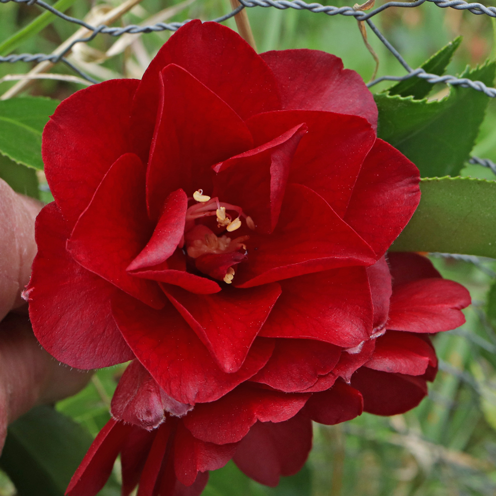 Camellia japonica 'Black Magic'