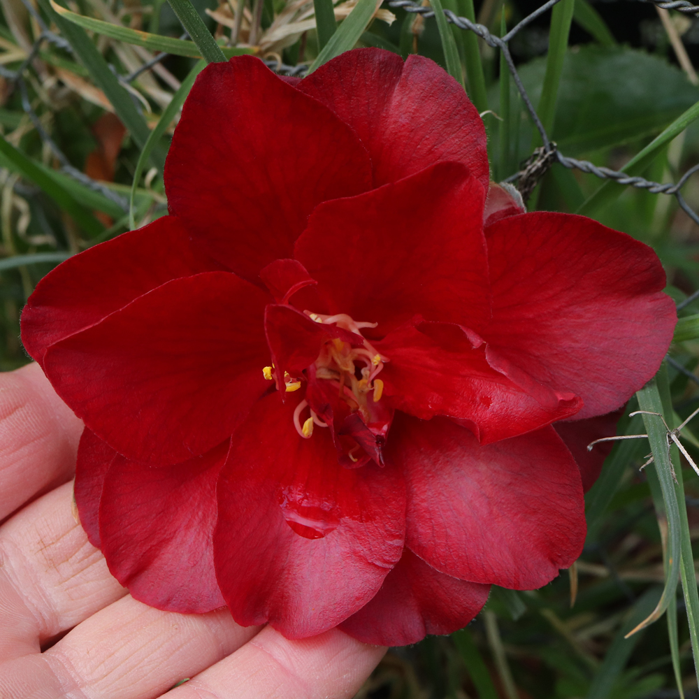 Camellia japonica 'Black Magic'