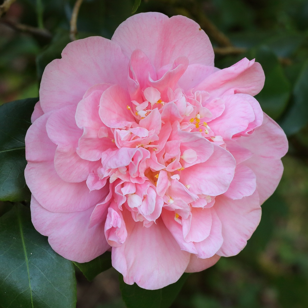 Camellia japonica 'Daintrie Sievers'