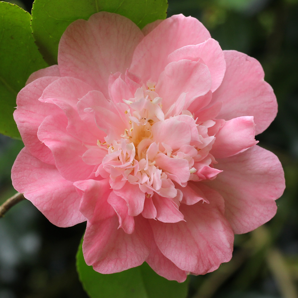 Camellia japonica 'Daintrie Sievers'