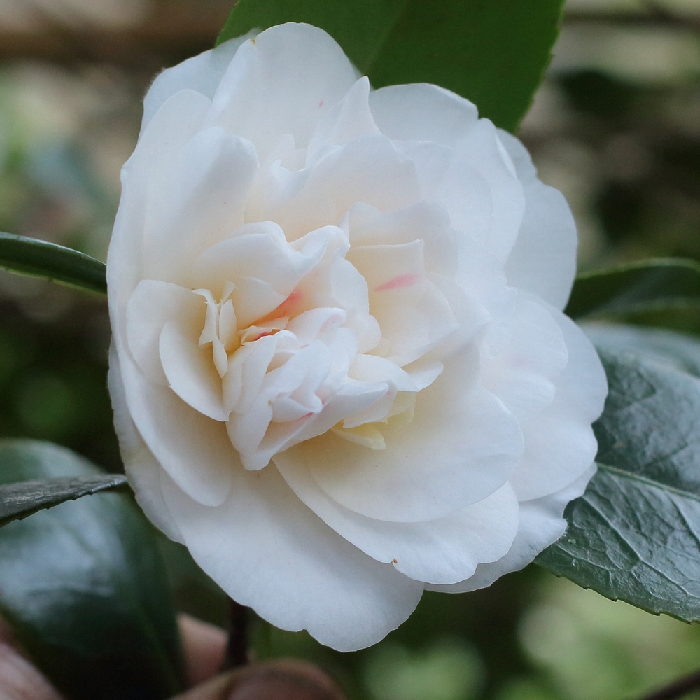 Camellia japonica 'Aspasia Macarthur