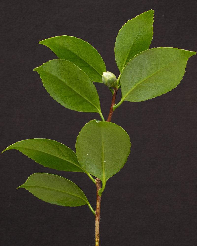 1A-009 (Camellia japonica 'Cardinal') | Jim's Camellias