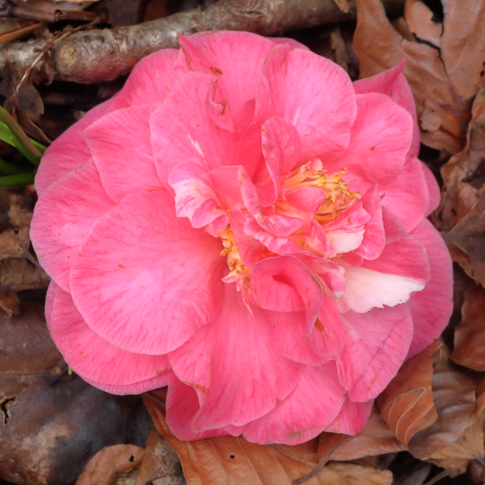 1A-027 (Camellia japonica Laura Walker) | Jims Camellias